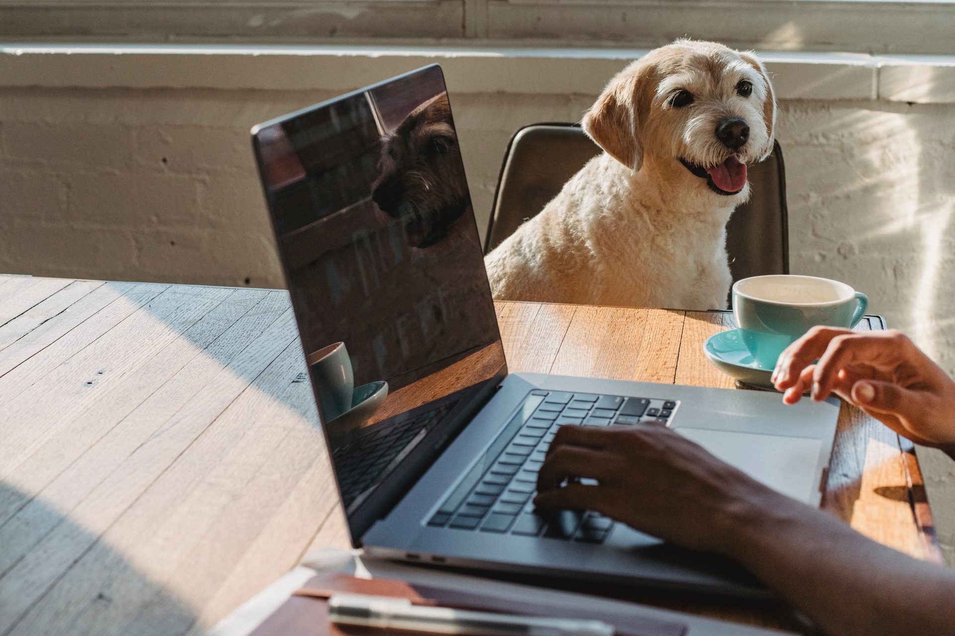 Pets – A volta dos tutores ao trabalho presencial